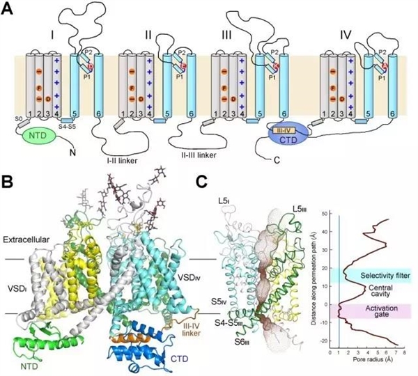 真核生物电压门控钠离子通道的拓扑图和三维电镜结构